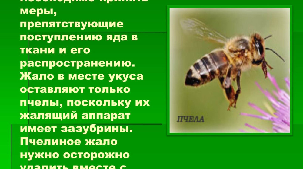    Почему пчёлы умирают после укуса а осы — нет опасный секрет 200 миллионов лет эволюции