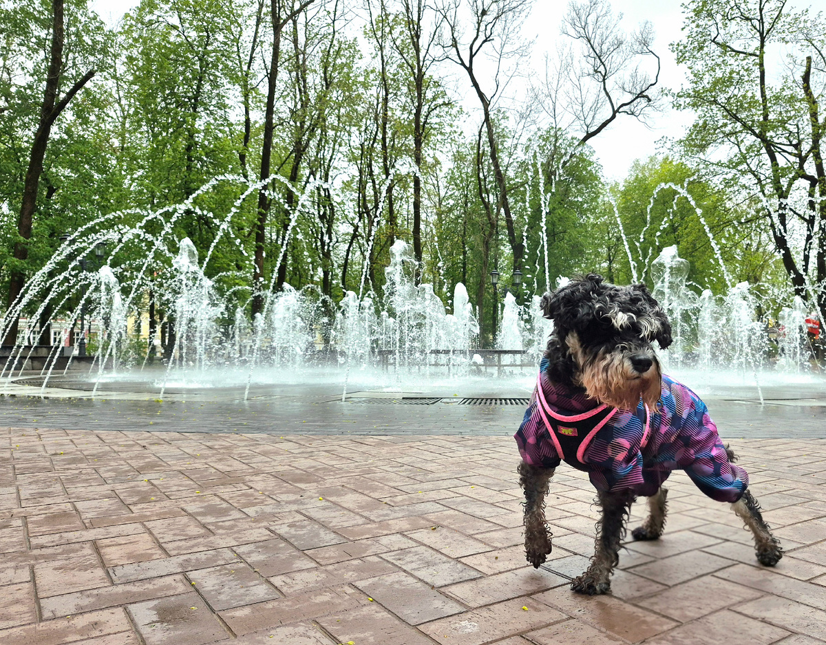 У фонтана в центре города