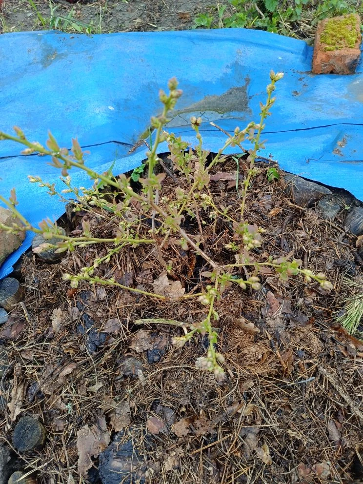 Подсыпала опада и под молодые кустики, которые перезимовали