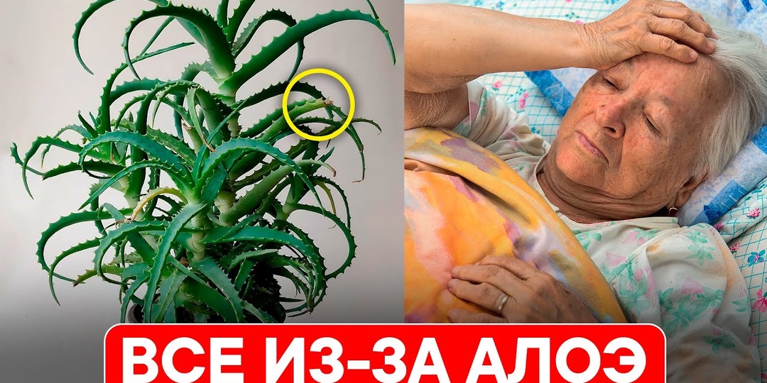Комнатные растения: есть ли влияние на самочувствие?