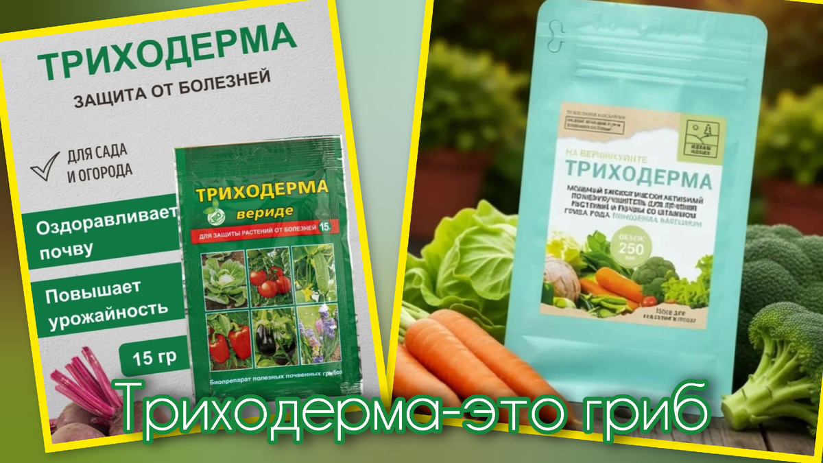 Коллаж автора статьи 