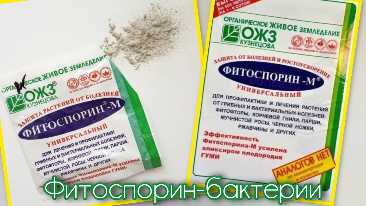 Коллаж автора статьи 