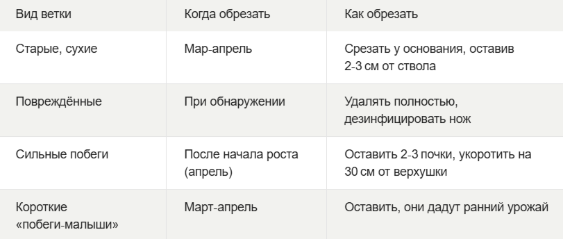 Техника: Используйте острый, продезинфицированный секатор. Срез делайте под углом 45° к ветке, срез «внутри» от роста.