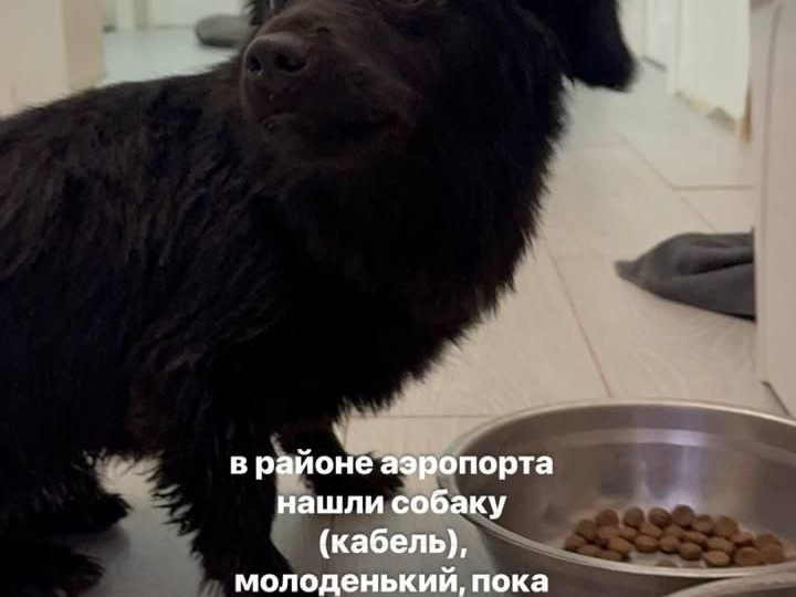 Пол Якутска умоляет Аню спасти его