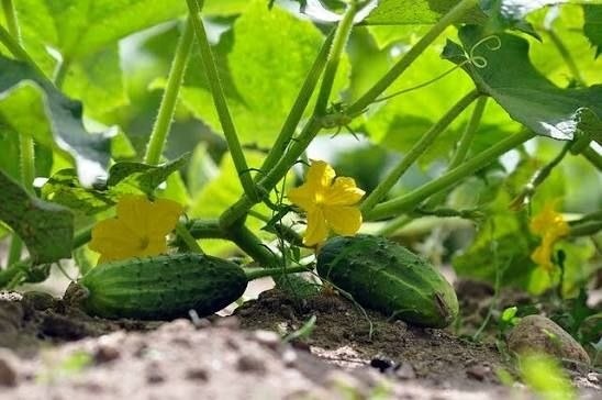 СУПЕР ПОДКОРМКИ ДЛЯ ОГУРЦОВ