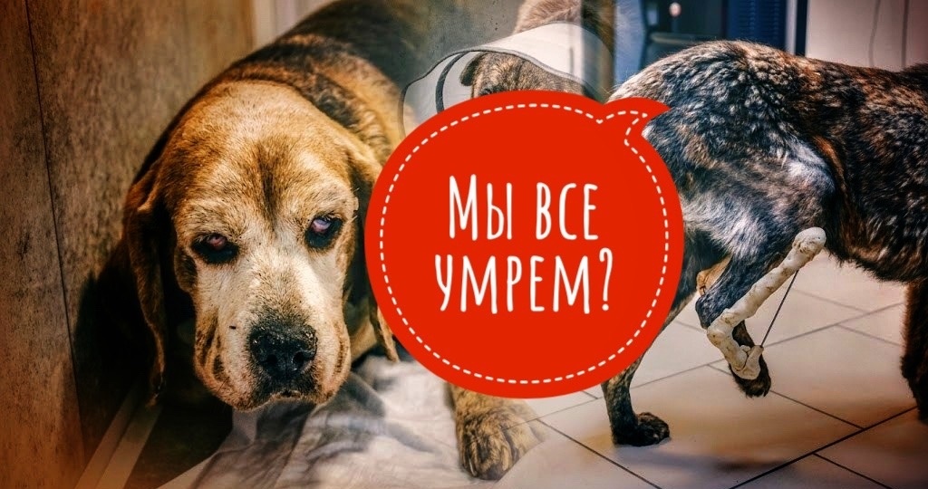 Животные в клинике, платить нечем! Лечить нечем! Кормить и то - НЕЧЕМ!
