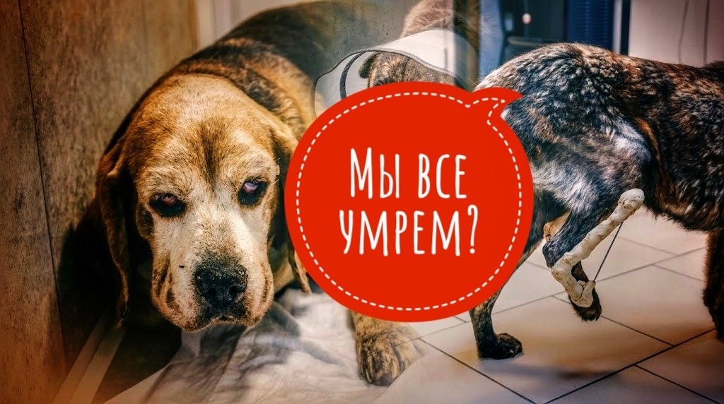 НЕОБХОДИМ ЛЮБОЙ КОРМ для кошек, собак, КОТЯТ, которых опять подкинули, совести нет никакой....