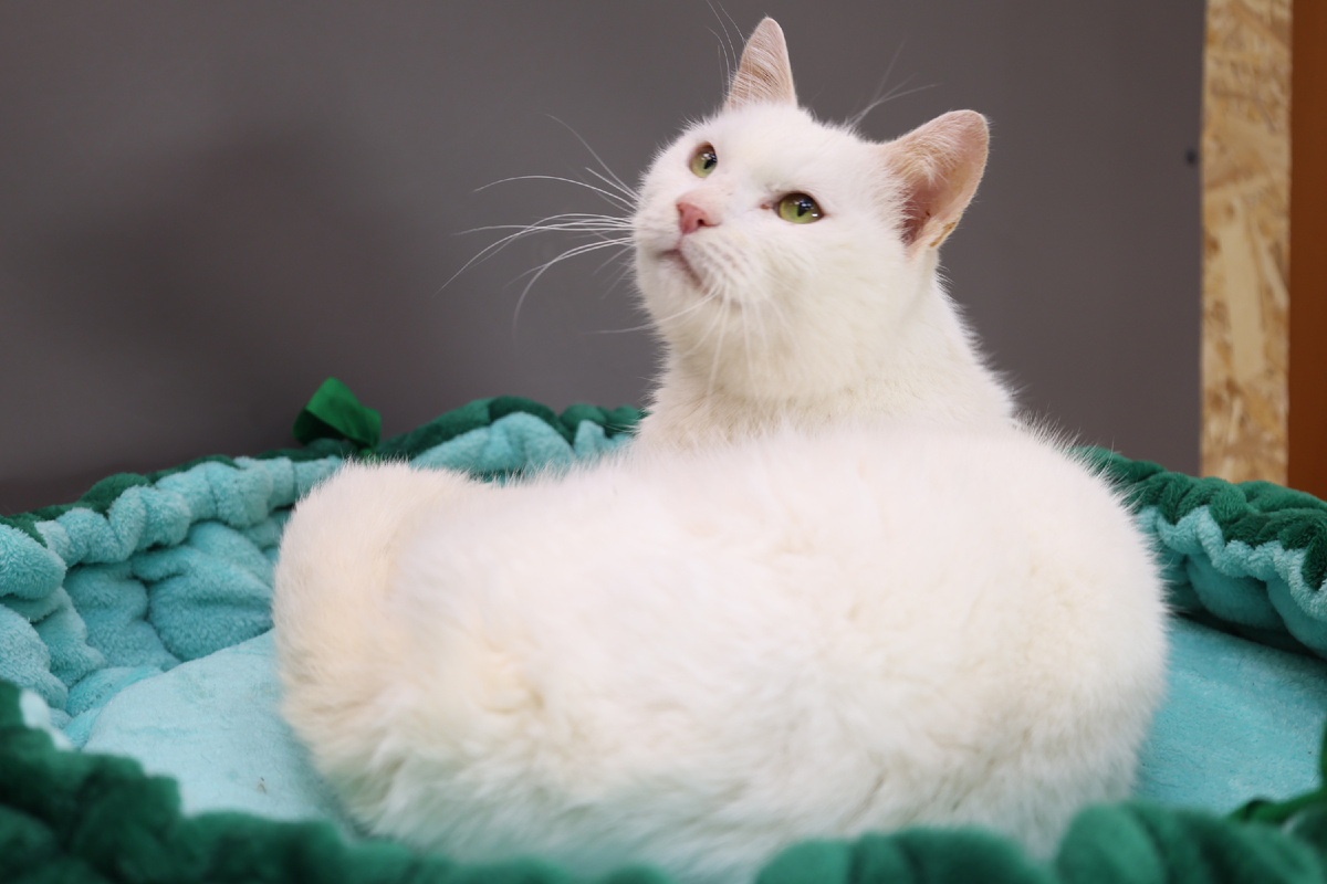 На фоне гиперплазии  возможно появление плоскоклеточного рака, по этому нужно делать тотальное удаление зубов Айсингу...