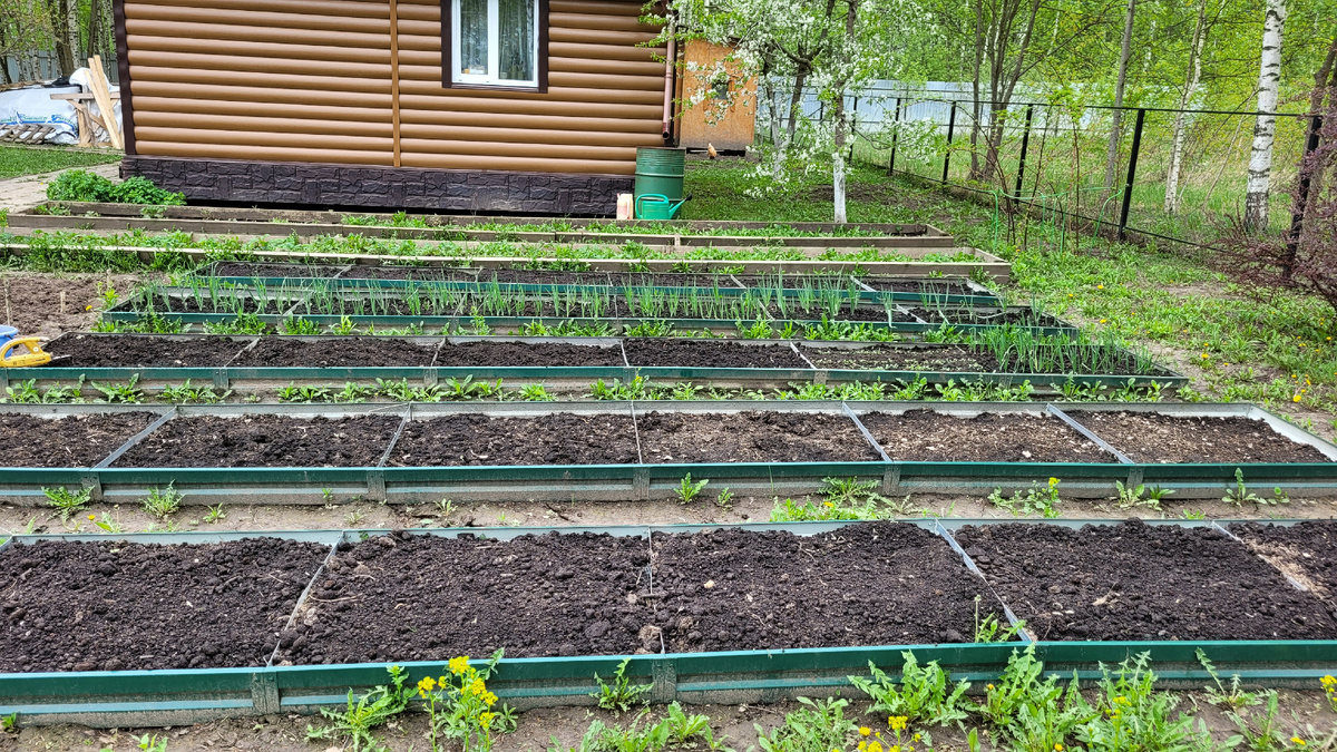 Мои грядки.
