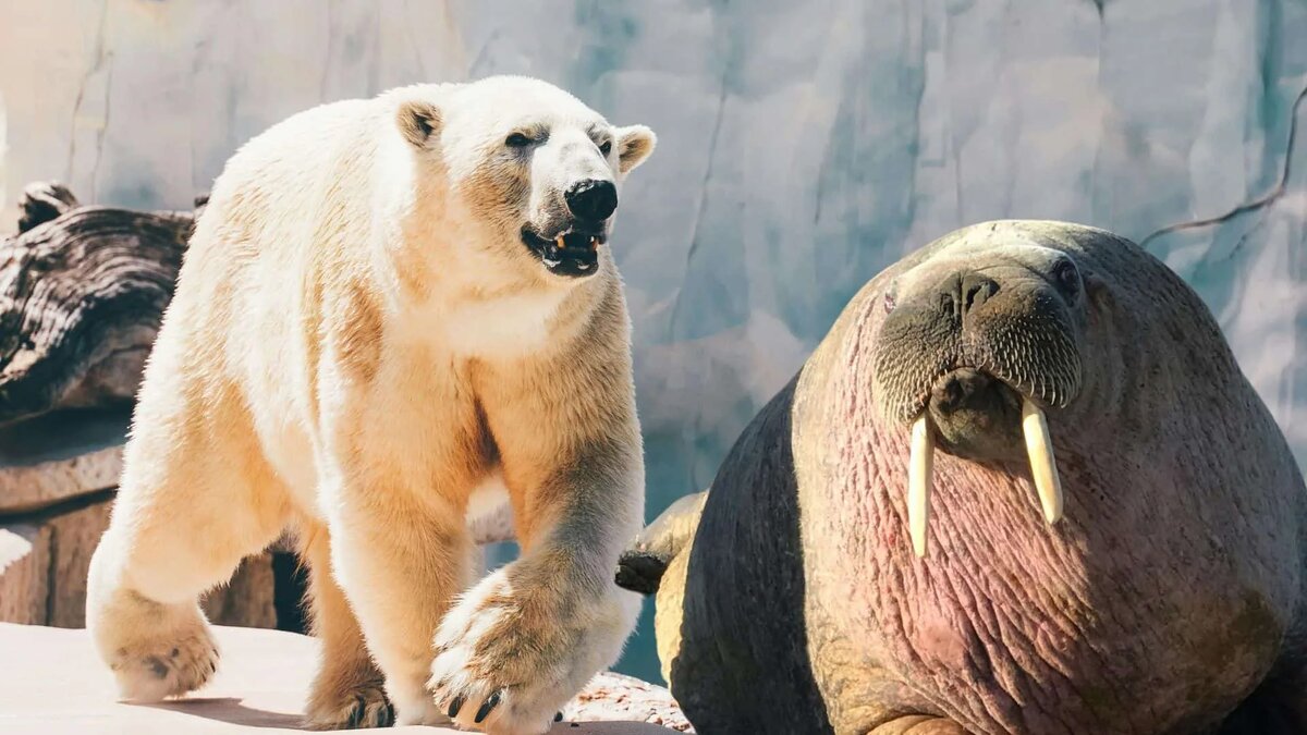 Источник: animalsaroundtheglobe.com