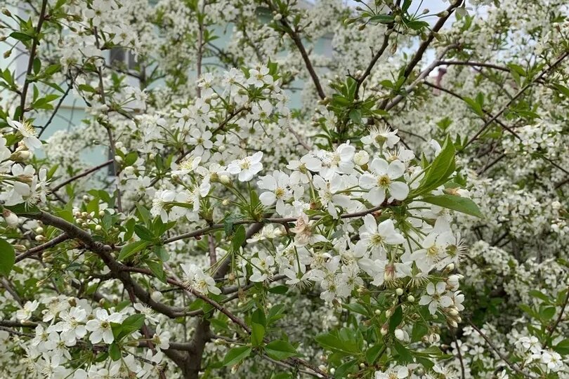 В Давлеканово дожди сменятся жарой