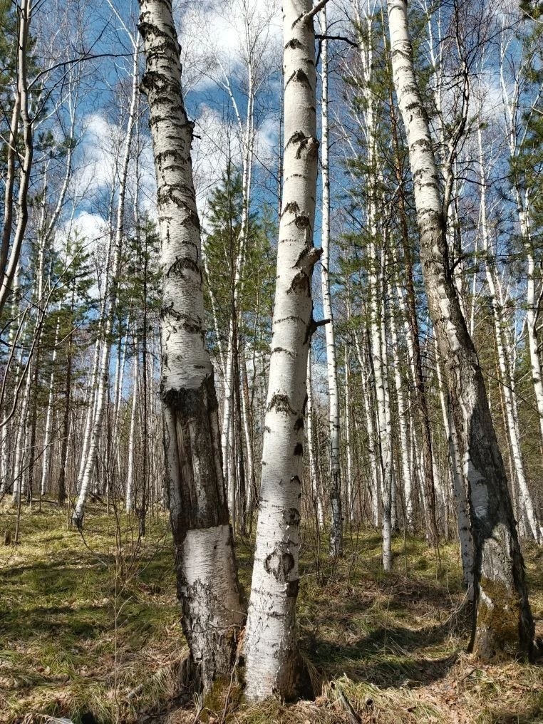 Фото автора.