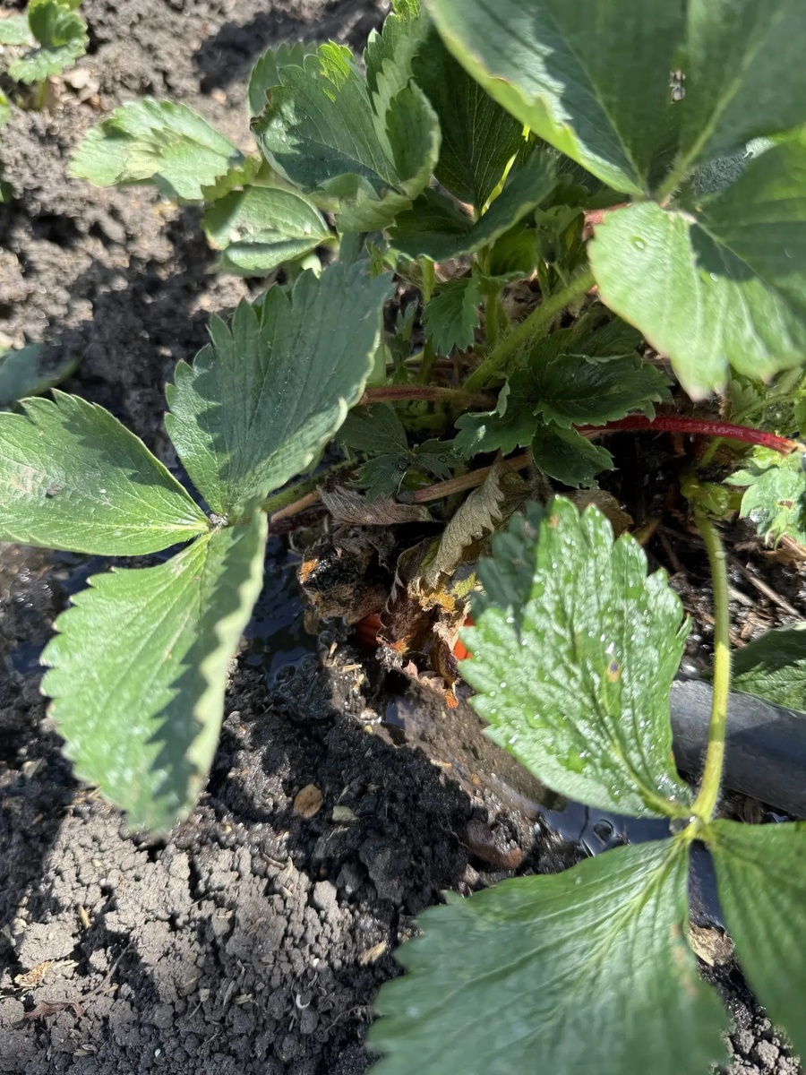 🍓