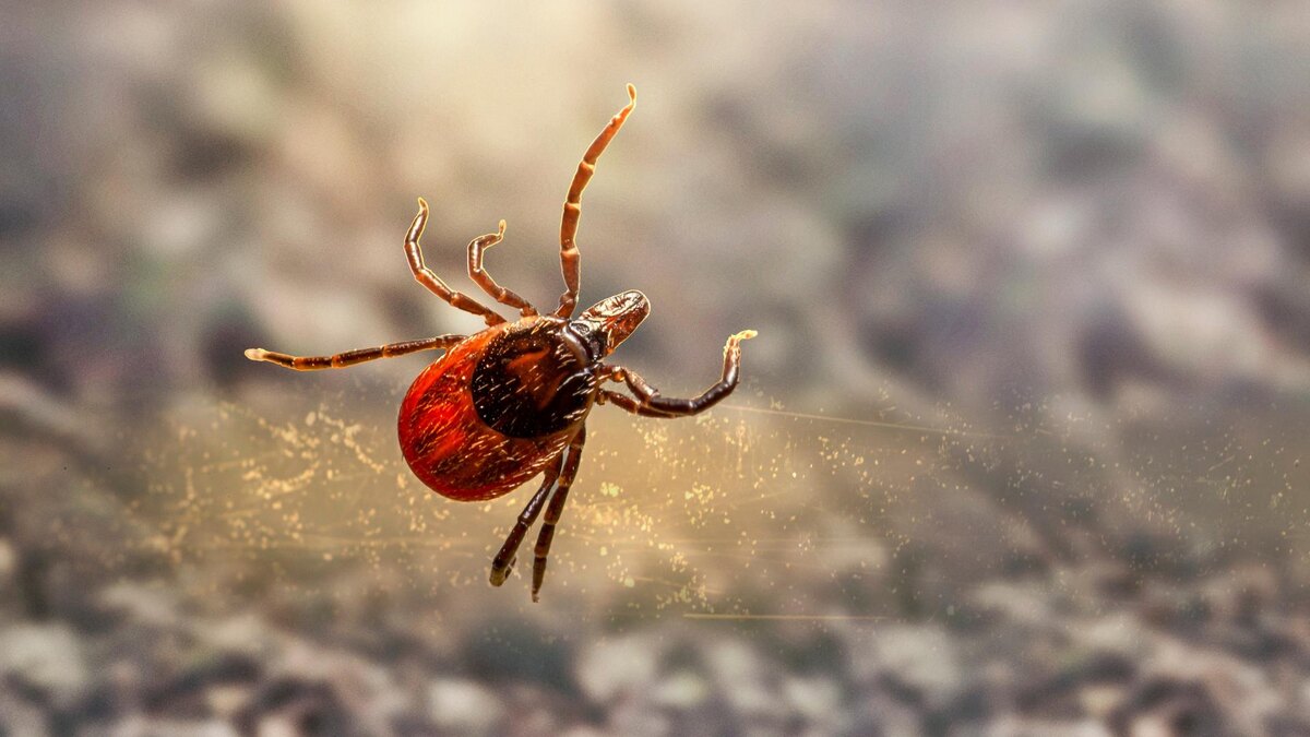    Фото: pixabay