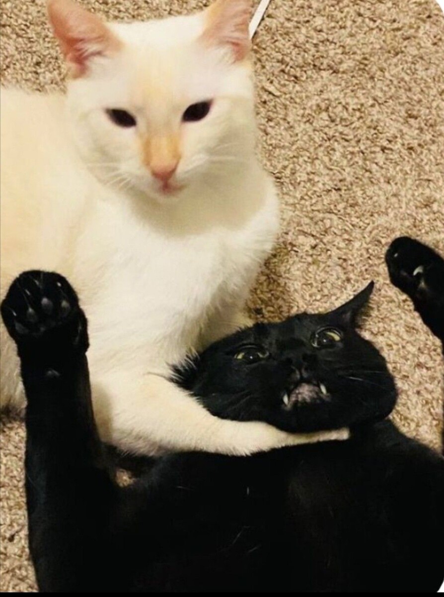 Просто мои любимые котики 