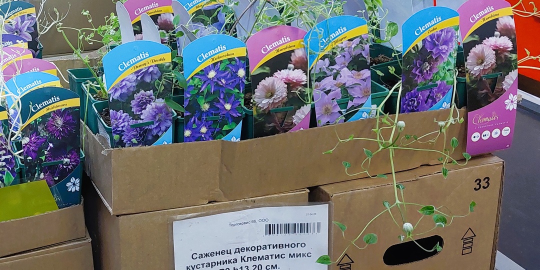 В рядах "Светофора" нашла много полезного для дачи и быта. Клематисы и луковичные, платья на лето, посуда и светильники. Приготовила камбалу