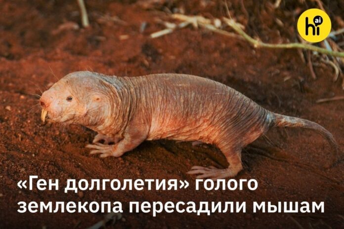   Как ген лысого грызуна может подарить нам лишние годы жизни?