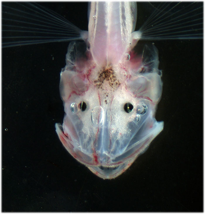 Изображение взято с сайта https://nature.baikal.ru/phs/norm/27/27280.jpg?1295667492