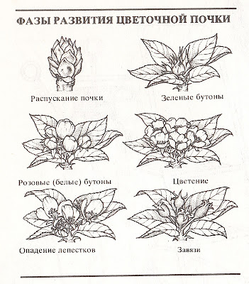 Вредители и болезни садовых деревьев