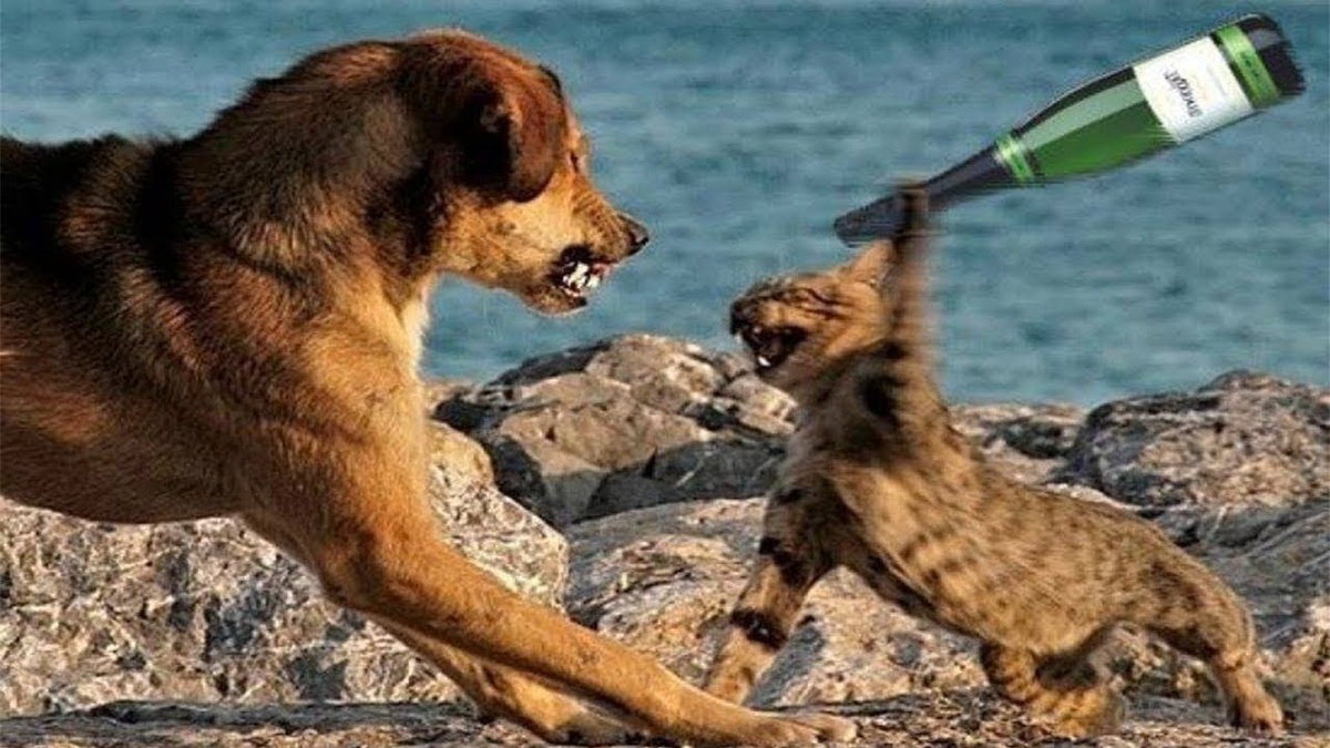 Кто сильнее: кошка или собака
