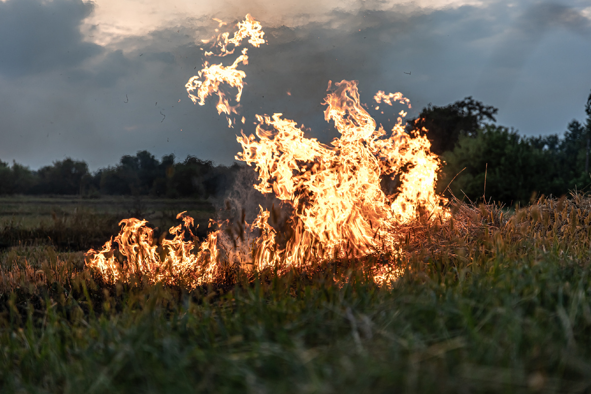 <a href="https://www.magnific.com/ru/free-photo/fire-steppe-grass-is-burning-destroying-everything-its-path_17830980.htm">Изображение от pvproductions на Magnific</a>