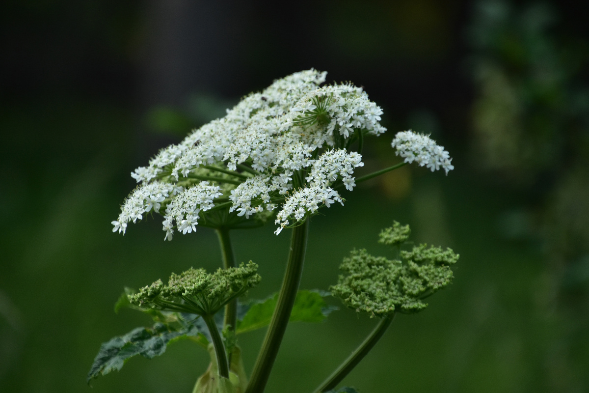 <a href="https://www.magnific.com/ru/free-photo/pretty-blooming-white-queen-annes-lace-flowering-summer_23782320.htm">Изображение от DejaVu Designs на Magnific</a>
