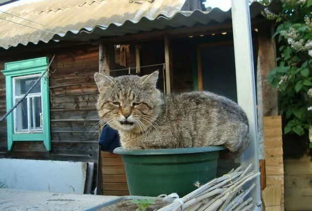 Кот