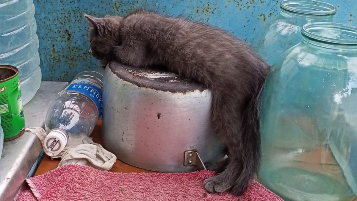 - Помогите, мой кот спит стоя - это нормально? Для котов - вполне!