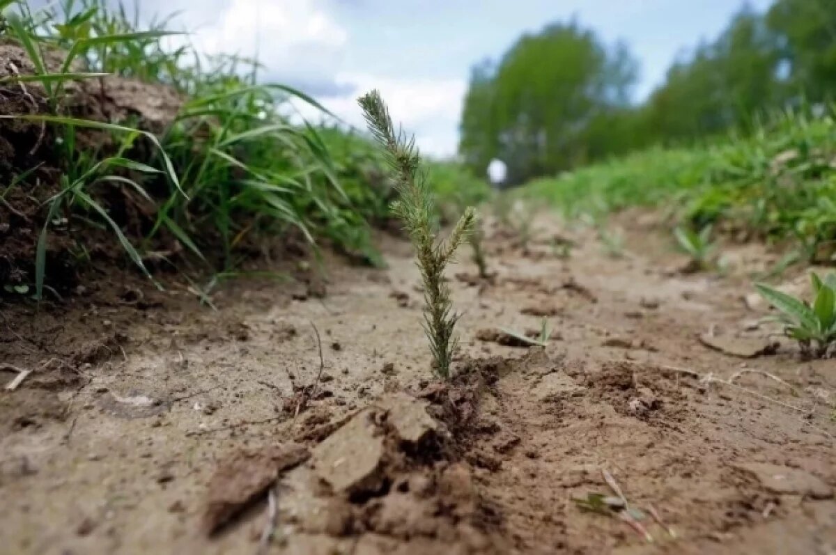    Во Владимирской области продолжается весенняя посадка лесов