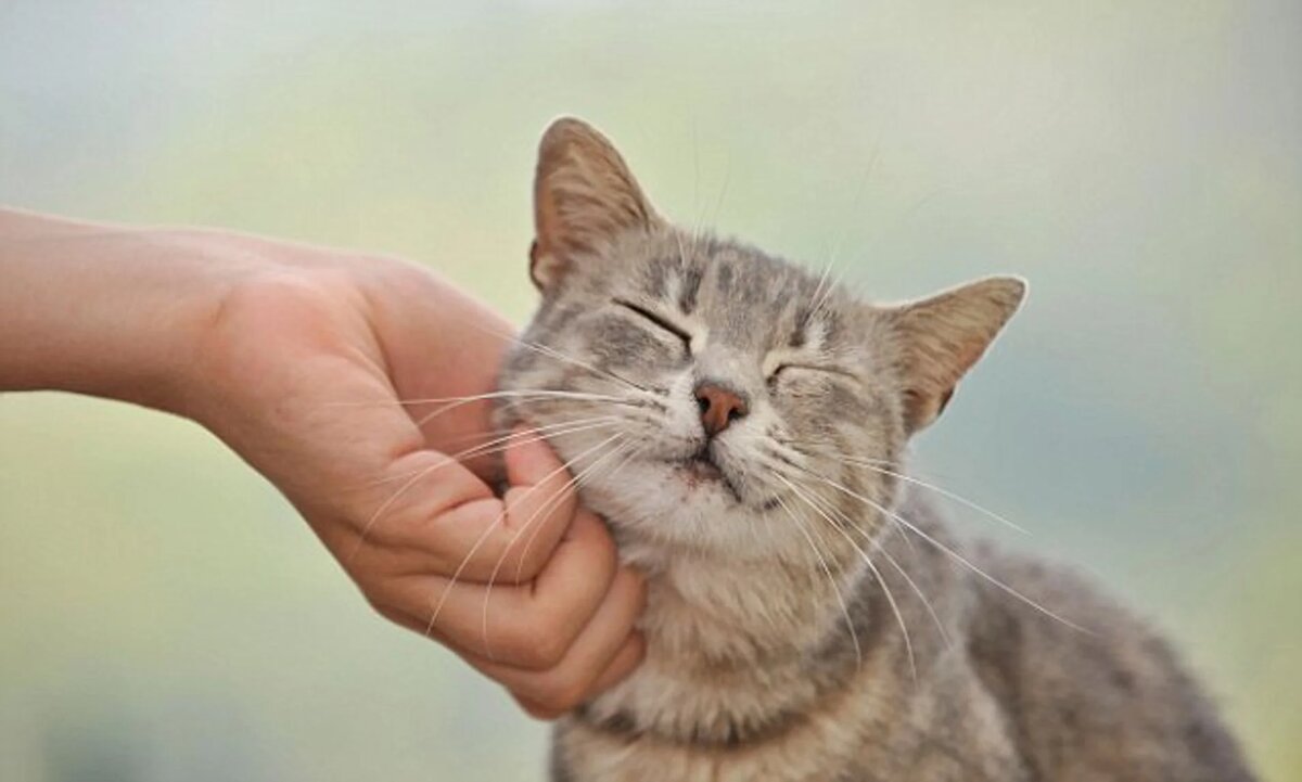 Удовольствие