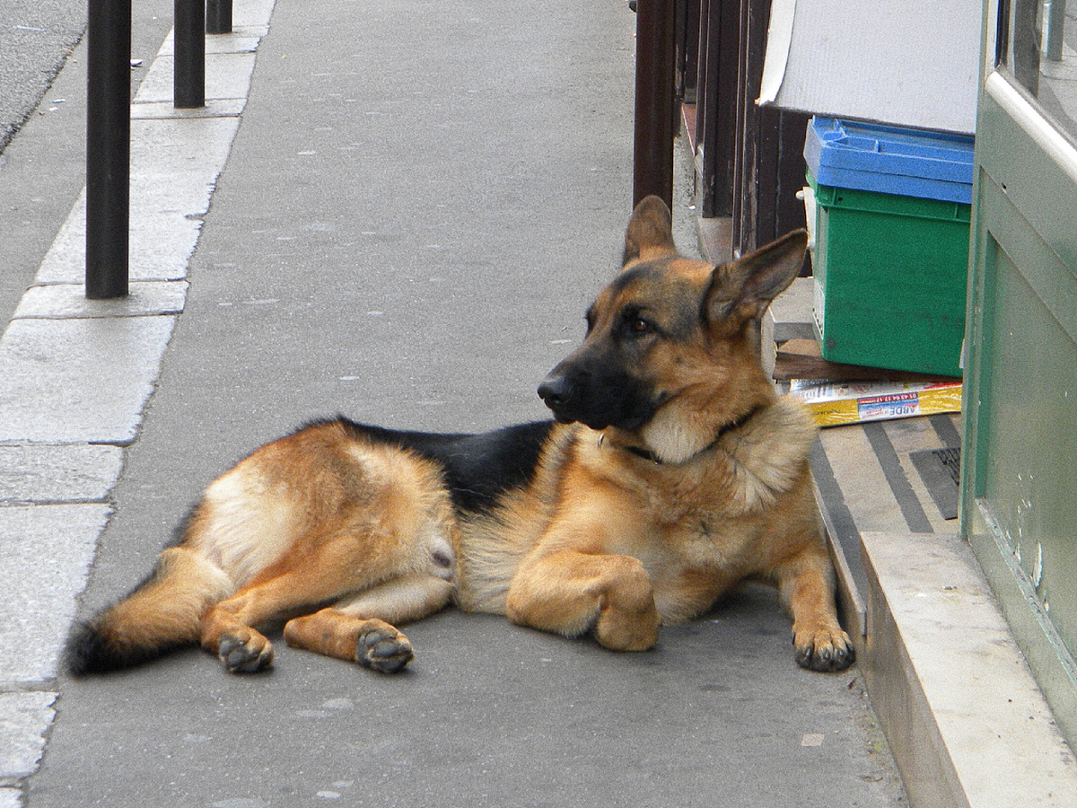 Фотография: Britchi Mirela, CC BY-SA 3.0