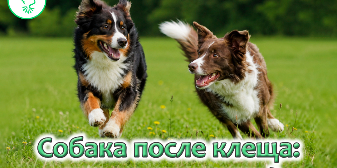 Собака после клеща может заболеть не сразу: что должен знать каждый владелец
