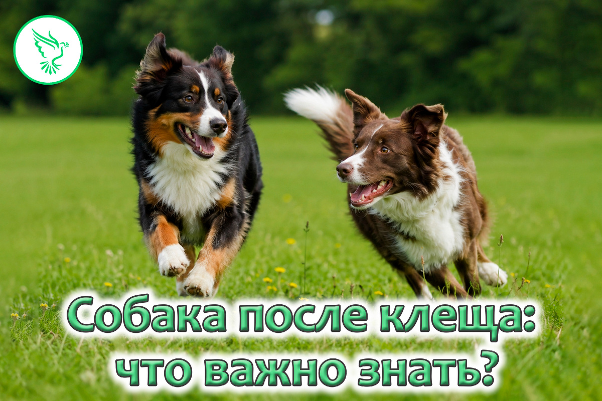 Клещи опаснее, чем кажутся: что нужно знать владельцам животных