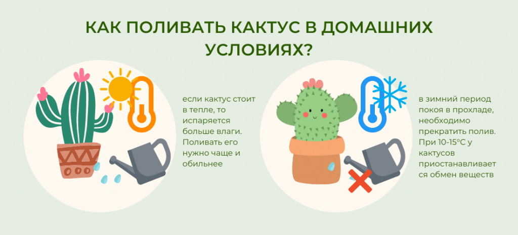Как правильно поливать суккуленты и кактусы в мае?