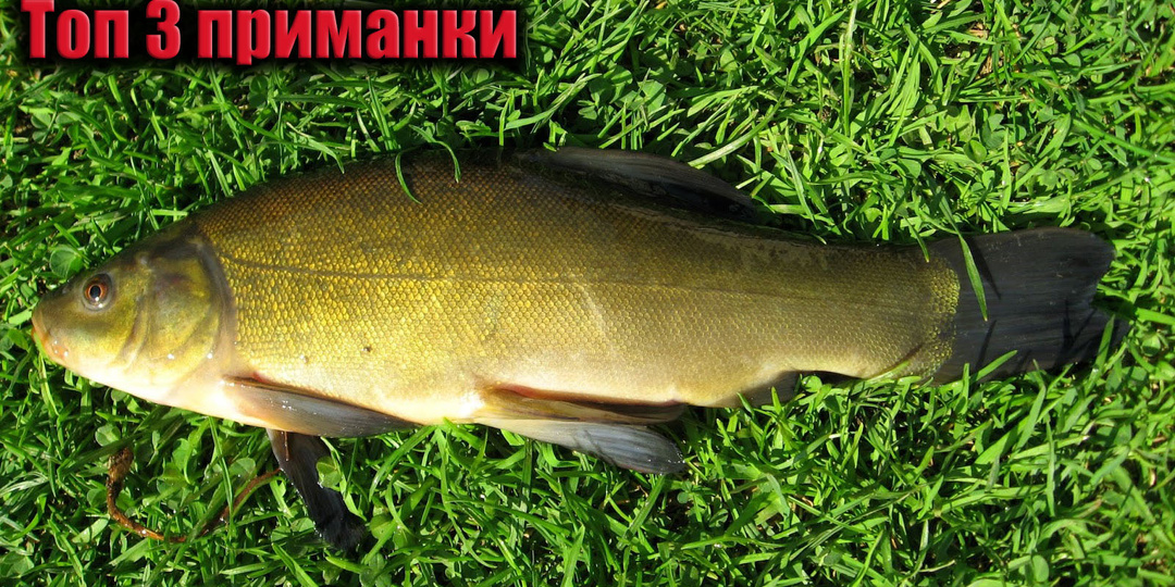 Особенности ловли линя в мае + топ-3 приманки