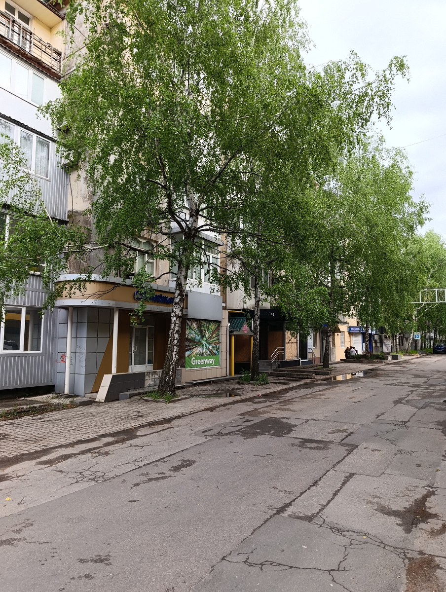 Донецкие берёзки.