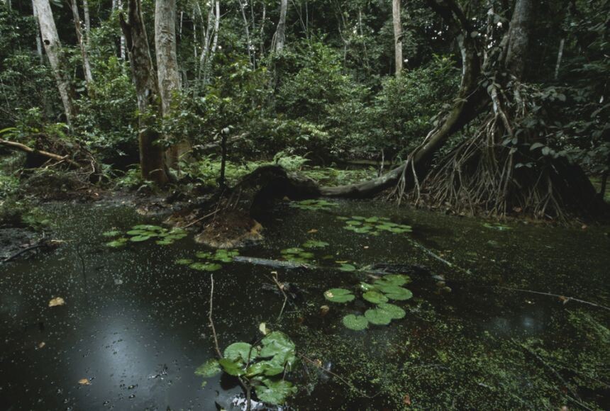 Классический swamp