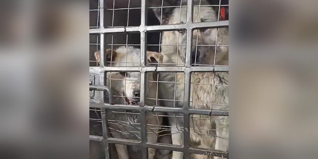 Братчане негодуют по поводу отлова маркированных и дворовых собак