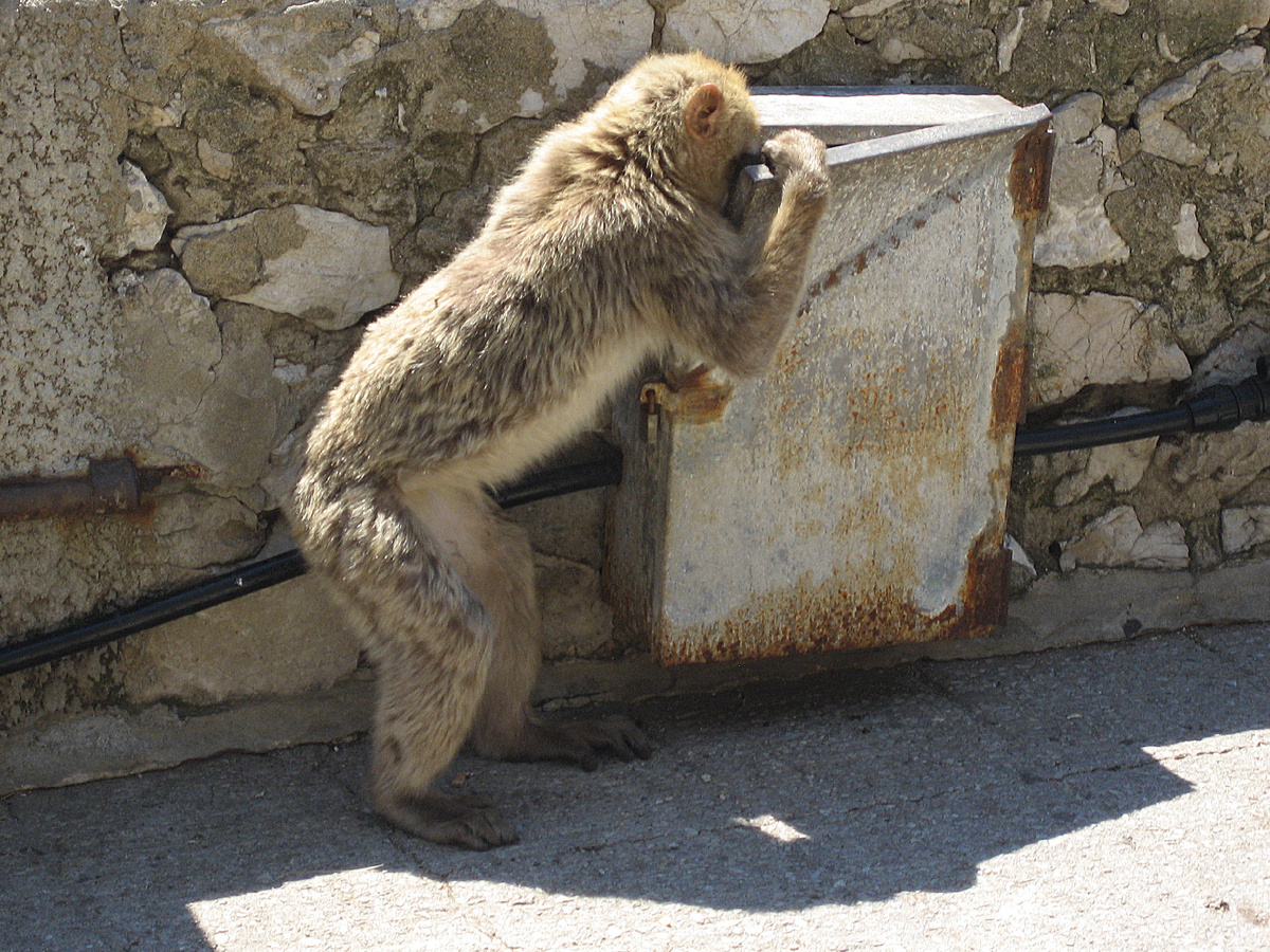 Фотография:  CoolGuy, CC BY-SA 3.0