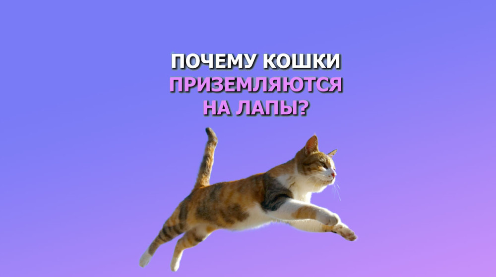    Почему кошка всегда падет на лапы и как это объясняет наука о движении