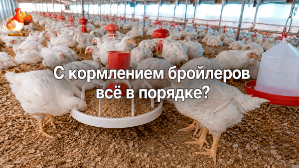 С кормлением бройлеров всё в порядке – главные признаки, что цыплята растут, а хозяин не кормит их надеждой и паникой 🐔🐔🐔