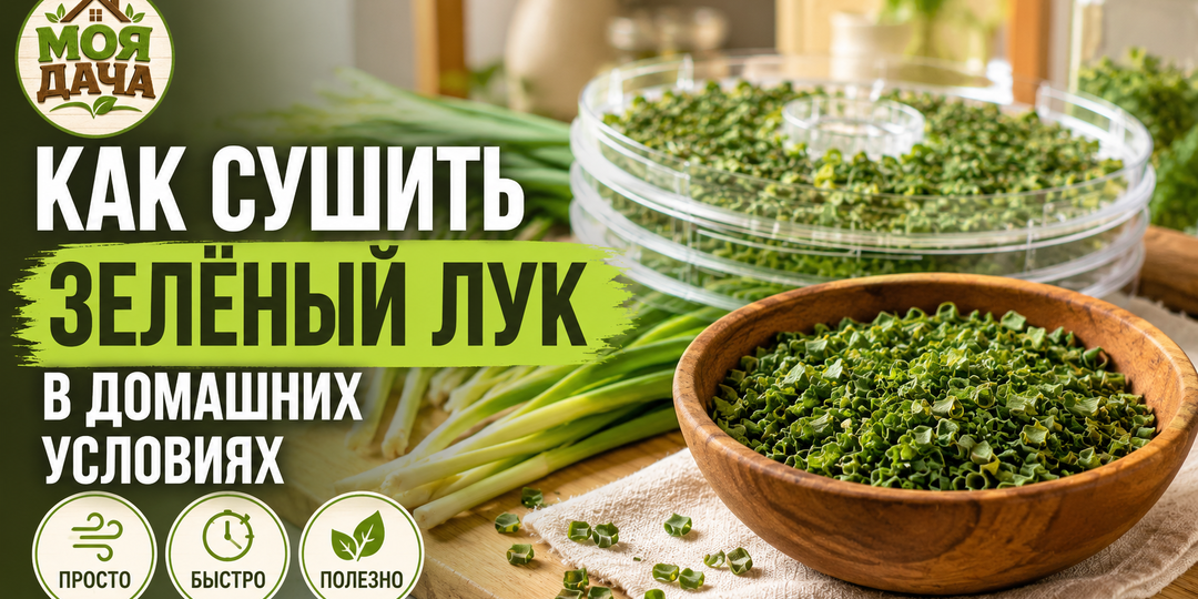 Как сушить зелёный лук в домашних условиях: простой способ сохранить аромат на зиму