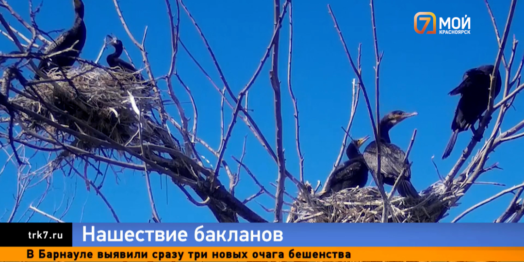 Пернатые «волки» или козлы отпущения — рыбаки и ученые спорят о вреде бакланов на Енисее