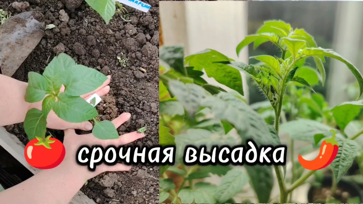 Высаживаем томаты и перцы в теплицу