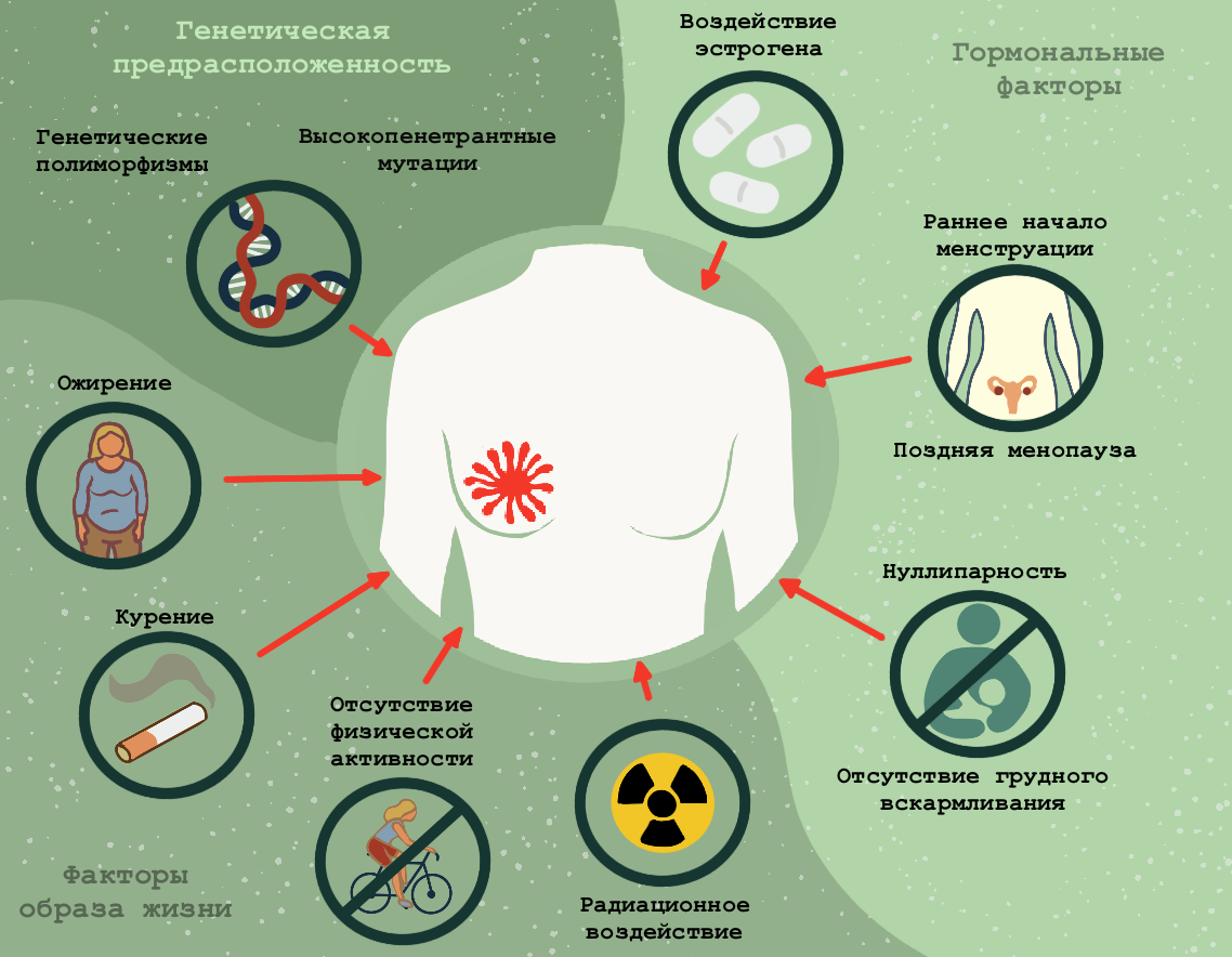 Для их измерения используют величину отношения рисков (hazard ratio; HR), которая показывает, насколько вероятнее развитие рака при наличии фактора риска в сравнении с тем, когда его нет. Гормональные факторы, такие как длительное воздействие эстрогенов (HR = 1,19), отсутствие родов (1,32) и грудного вскармливания (1,44), поздняя менопауза (1,03) или раннее менархе (1,05), повышают риск развития РМЖ, хотя и не очень сильно. Генетическая предрасположенность представляет серьезную угрозу для здоровья — тут соотношение рисков максимально. Пациенты с генетическими мутациями, такими как BRCA1 (7,62) и BRCA2 (5,23), а также лица, у которых у ближайших родственников был диагностирован РМЖ, более подвержены развитию этого злокачественного заболевания. Нездоровый образ жизни также может дать свой вклад. Чрезмерное воздействие радиации (1,54), злоупотребление алкоголем и курение (1,23), питание с высоким содержанием жиров или сахара, ожирение (1,44) и низкая физическая активность (1,16) — также относятся к основным факторам риска.