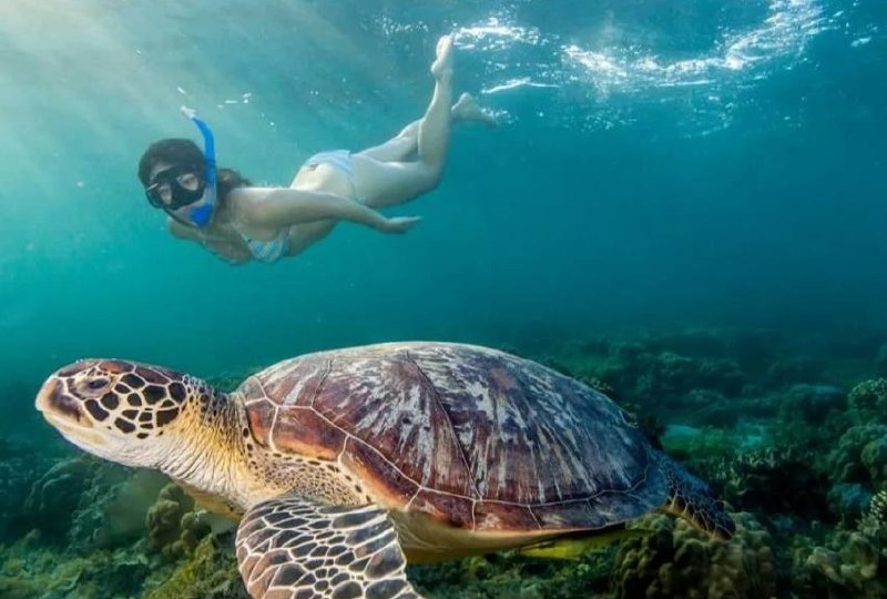 🐢 Экскурсия «Снорклинг с черепахами на Мальдивах с острова Гурайдо