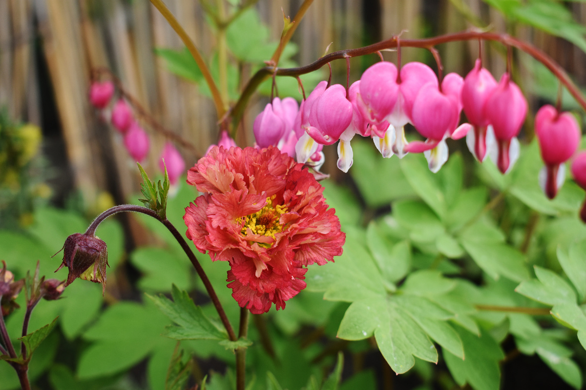 Гравилат "Bohema Pink". Сравнение цвета с дицентрой. 
