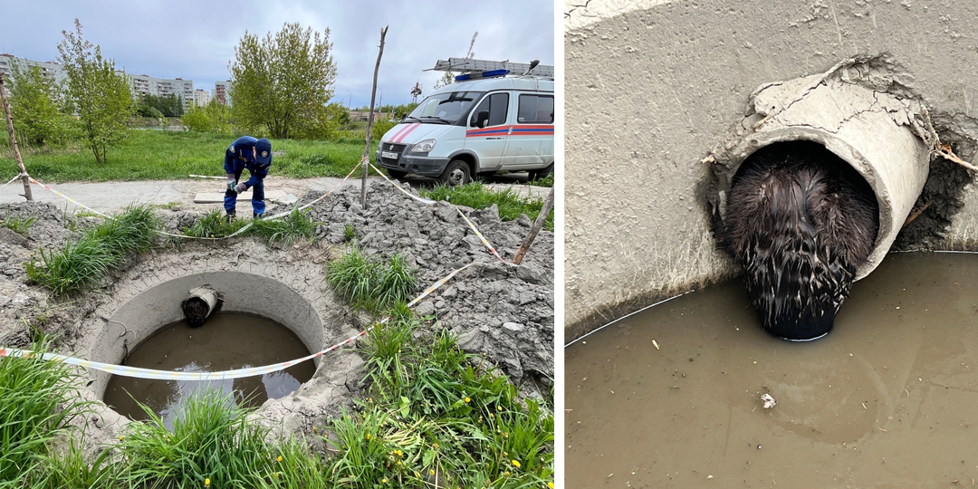 В Озерске спасатели вызволили бобра из технического колодца
