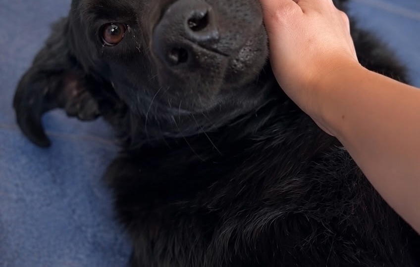 🐾 ИЩУ ДОМ. УГОЛЁК — пёс с большой душой и тяжёлой судьбой 🖤
