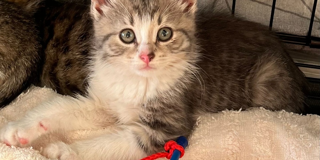 🐥Малышка котёнок Грета ищет дом🏡
